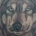 tattoo galleries/ - Artic wolf - 48946